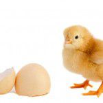 chickenthe_egg